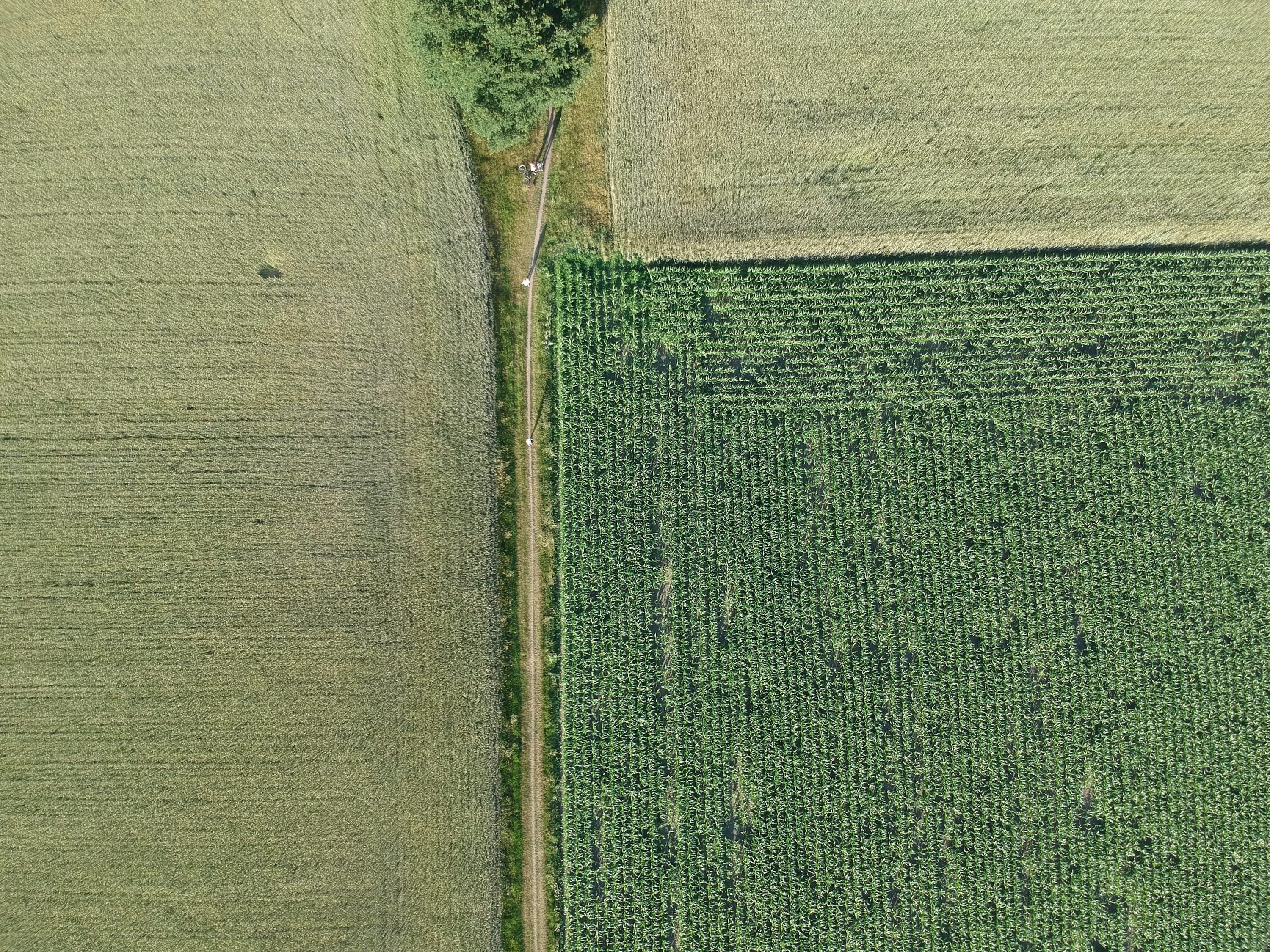 Top-down luchtfoto van geometrische Nederlandse akkers met een smal pad ertussen.